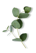 Aceite esencial de eucalipto (Eucalyptus globulus)